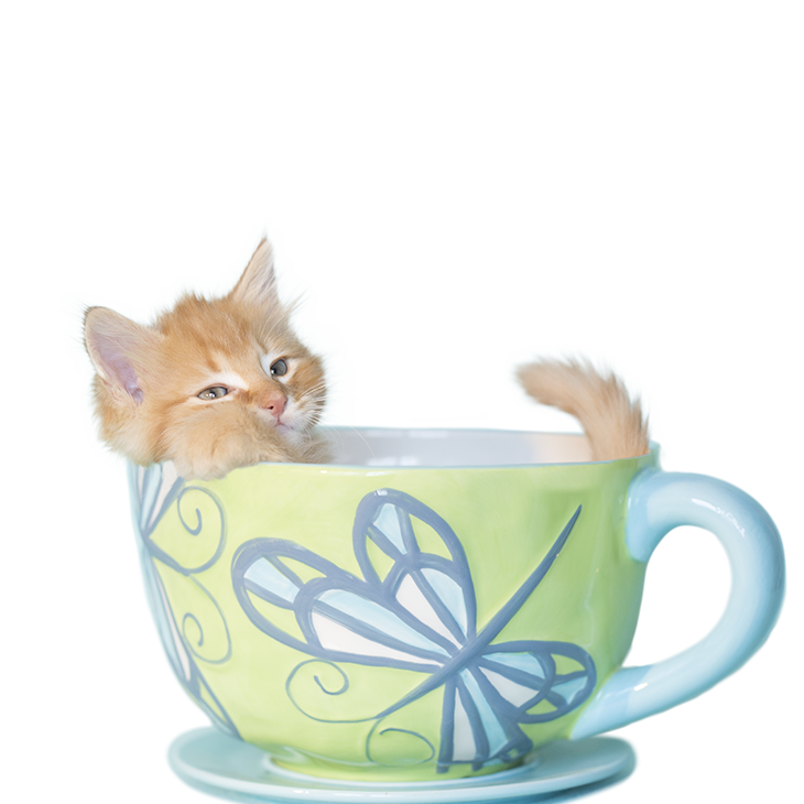 Orange Kitten Teacup