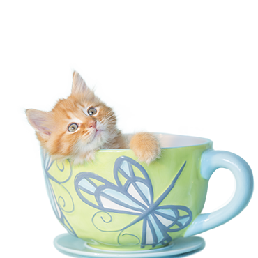 Orange Kitten Teacup