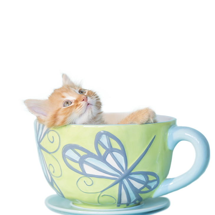 Orange Kitten Teacup